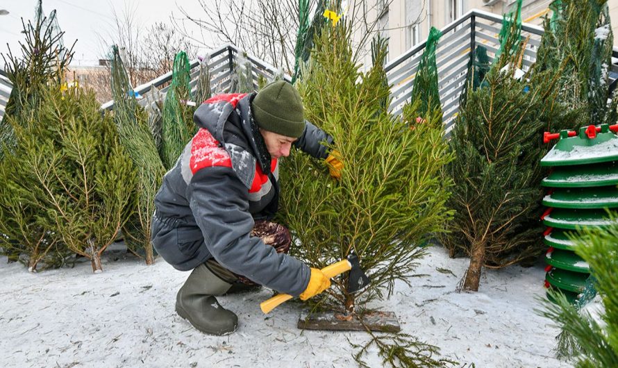 В Москве начали работу ёлочные базары